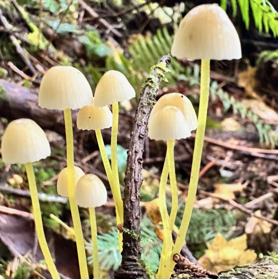 Mycena
